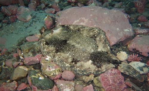 Microstomus kitt