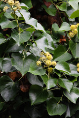 Hedera azorica