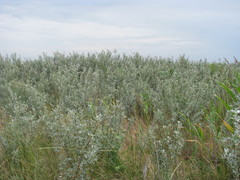 Halimodendron halodendron