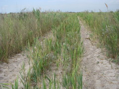 Halimodendron halodendron