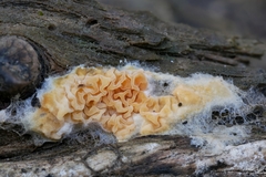 Leucogyrophana mollusca