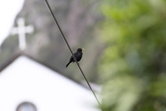 Turdus merula azorensis