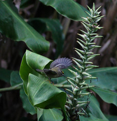 Regulus regulus inermis