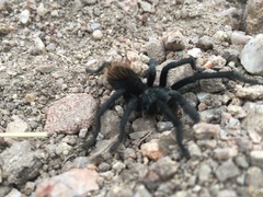 Aphonopelma madera