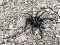 Aphonopelma madera