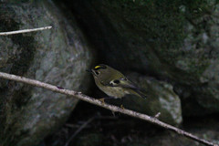 Regulus regulus inermis