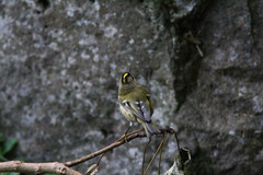 Regulus regulus inermis