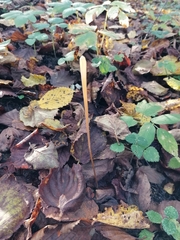 Macrotyphula phacorrhiza