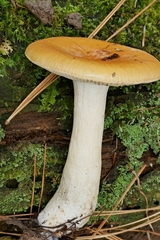 Russula katarinae