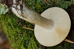 Russula katarinae