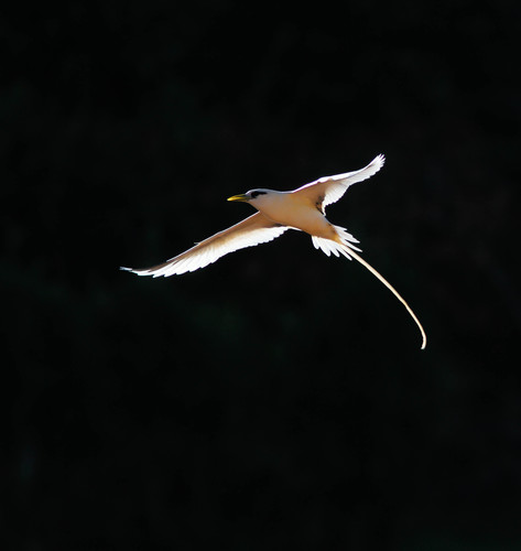 White-tailed Tropicbird photographed in Portugal