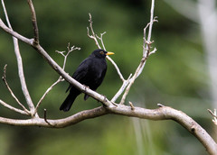 Turdus merula azorensis