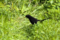 Turdus merula azorensis