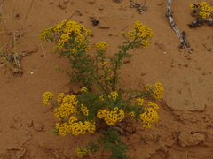 Oncosiphon suffruticosus