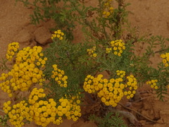 Oncosiphon suffruticosus