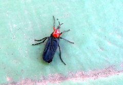 Dilophus pectoralis