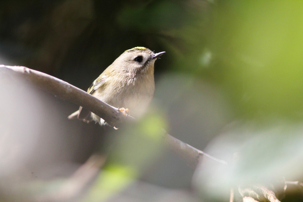 Goldcrest (Western Azores)