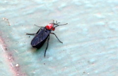 Dilophus pectoralis