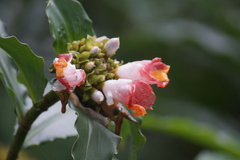 Costus lucanusianus