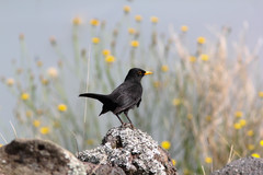 Turdus merula azorensis
