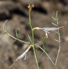 Astragalus casei