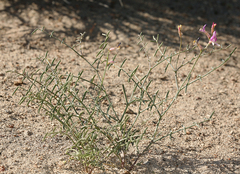 Astragalus casei