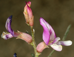 Astragalus casei