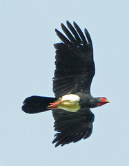 Red-Throated Caracara photo 5