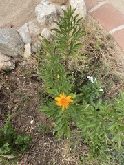 Cosmos sulphureus