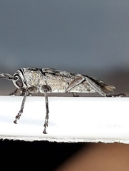 Lypsimena fuscata