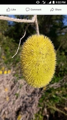 Angiospermae