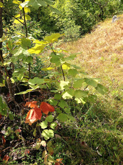 Acer opalus obtusatum