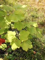 Acer opalus obtusatum