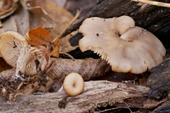 Lentinellus subaustralis