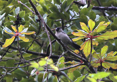 Pyrrhula murina