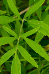 Hydrophyllum virginianum
