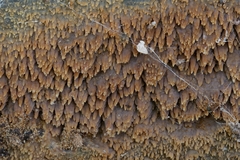 Phlebia livida
