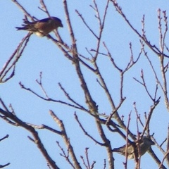Loxia pytyopsittacus