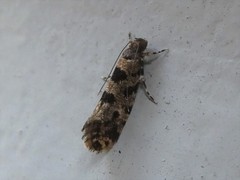 Parochmastis hilderi