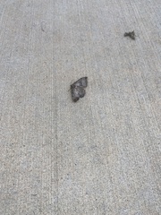 Phalaenostola larentioides