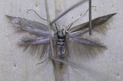 Elachista gerasmia