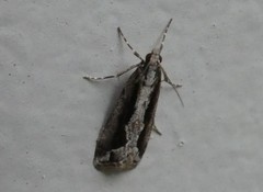 Eudonia steropaea