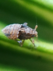 Megamelodes quadrimaculatus