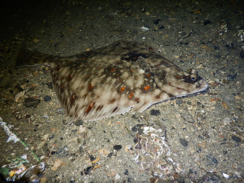 European Plaice