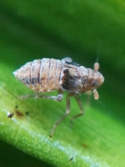 Megamelodes quadrimaculatus