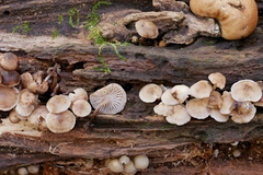 Mycena semivestipes