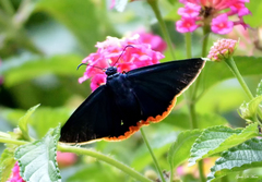 Chalypyge chalybea chloris