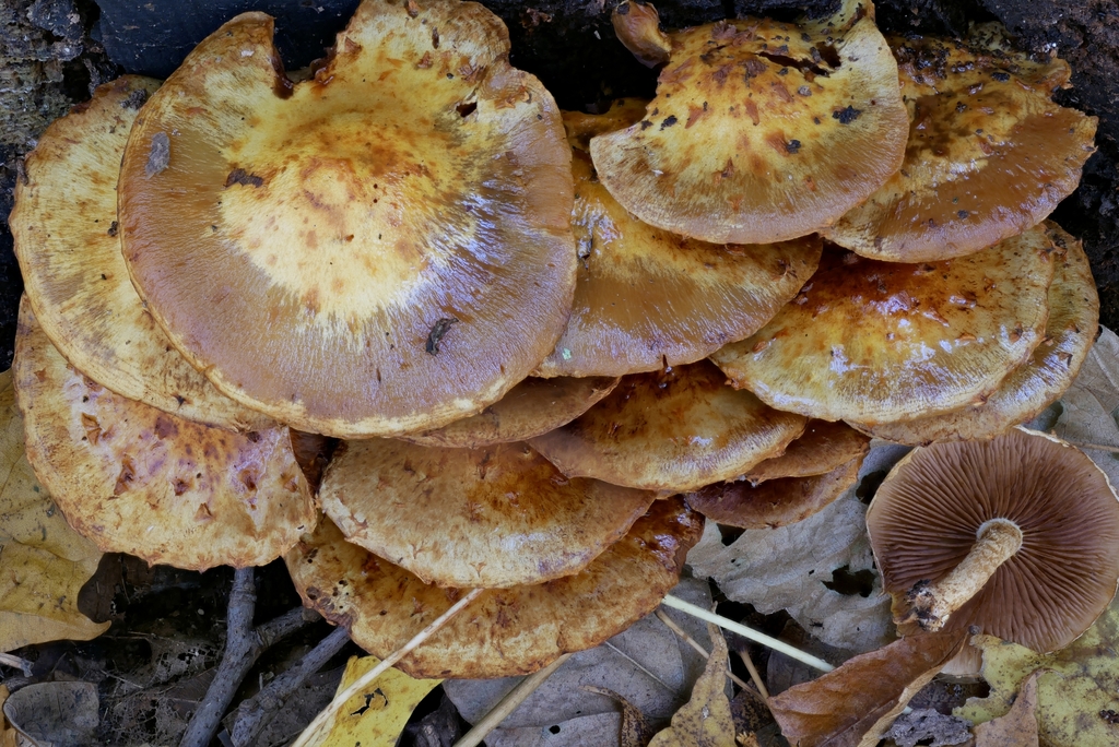 Pholiota sect. Adiposae from Huntington Township, IN, USA on October 24 ...