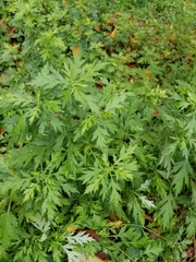 Artemisia vulgaris