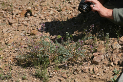 Astragalus cimae cimae